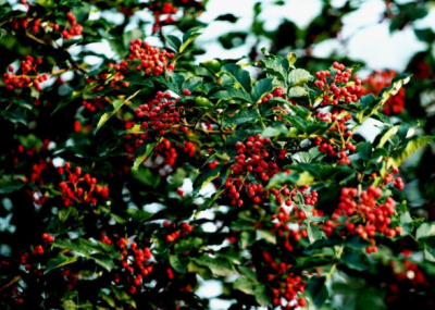 重慶火鍋底料牌子怎么選，為何要重視背后廠家？