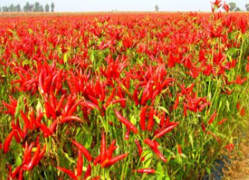 火鍋底料怎么做味道正宗，生產(chǎn)時(shí)這些條件必須具備！