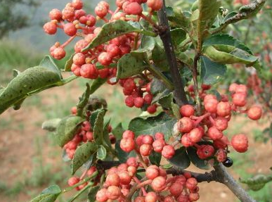 火鍋底料一手貨源怎么找，不同渠道貨源特點(diǎn)？