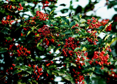 如何批量定制牛油底料，這樣選贏得市場(chǎng)認(rèn)可！